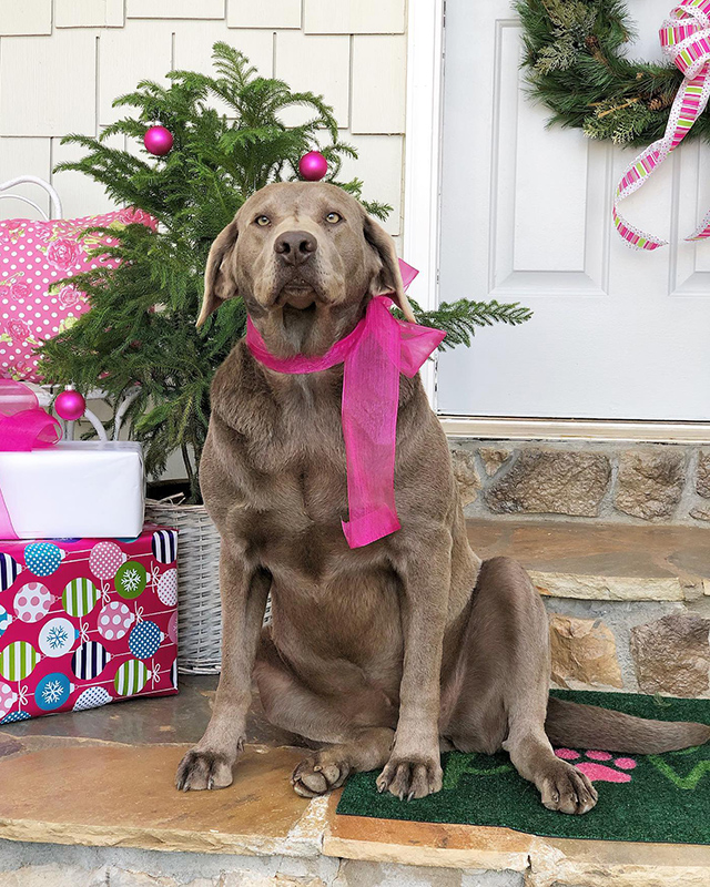 Duke Manor Farm | Holiday Decor for Front Porch Duke Manor Farm | Holiday Decor for Front Porch